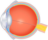 Structures Of The Human Eye