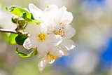 Apple flowers in spring
