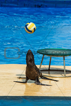 Fur seal plays with ball