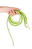 Hand hold fresh long beans (Vigna unguiculata)