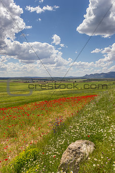 Poppies in Andalusia