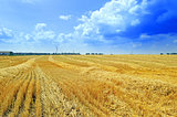 sloping field of wheat
