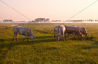 few cows on pasture at sunrise