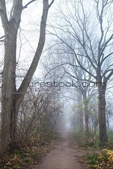 narrow path in misty day