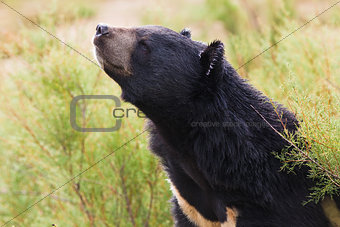 Asian Black Bear portrait