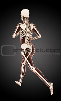 Running female medical skeleton