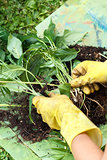 gardening with rubber yellow gloves