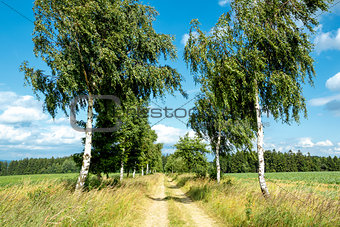 rural path with birch trees next to meadows
