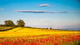 Red poppies in yellow rape seed field