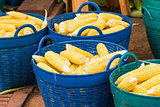 Fresh corn in basket