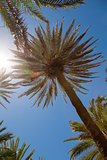 Palm trees over blue sky 
