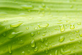 Natural green with water drops