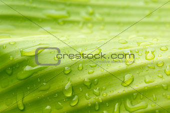Natural green with water drops