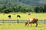 Cows on green meadow