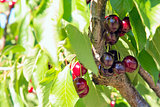 Sweet Bing Cherries on Tree Branch