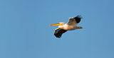 Great White Pelican flying against blue sky