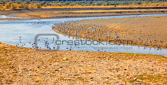 Seagulls on Buzau riverbank