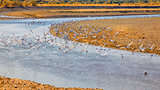 Seagulls on Buzau riverbank