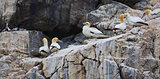 Gannets on cliffs