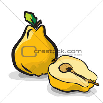 Quince fruits sketch drawing vector set