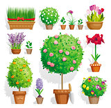 Set of pot plants