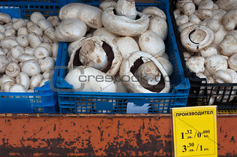 Edible mushrooms in a box on the market.