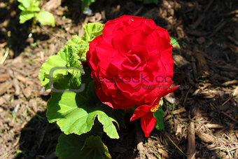 Begonia Flower - Red