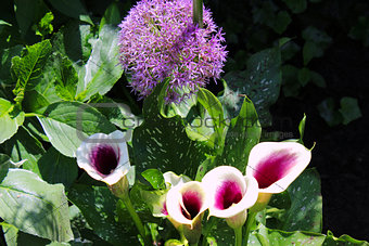 Globe thistle and Calla Lilies