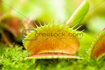 Venus flytrap leaf