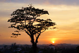 Tree sunset