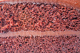 Close up sponge of chocolate custard cake 