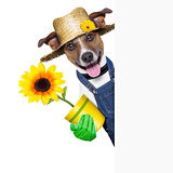 gardener dog