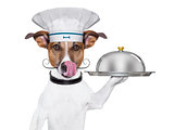 dog cook chef 