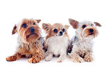 yorkshire terriers and chihuahua