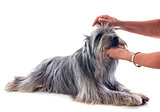 grooming of Pyrenean sheepdog 