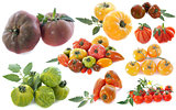 ancient varieties of tomatoes