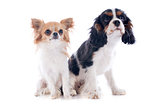 cavalier king charles and chihuahua