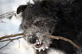 Black dog in the winter