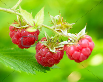 Close-up Image of Red Ripe Raspberries in the Garden