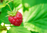 Close-up Image of Red Ripe Raspberry in the Garden