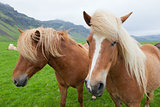 Chestnut Icelandic Horses