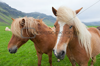 Chestnut Icelandic Horses