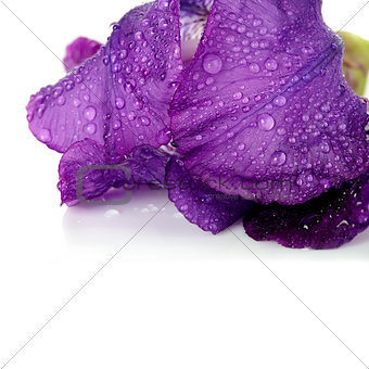 Petals of a flower of an iris on a white background.