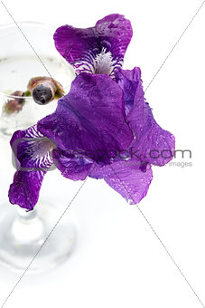 Violet Iris flower in a glass.