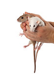 Fancy rats in hands