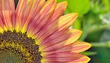 yellow and red sunflower
