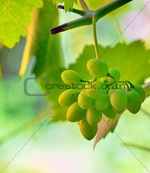 unripe grape in vineyard