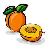 Apricot fruits sketch drawing vector set