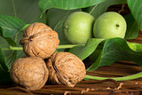 Green and ripe walnuts. Studio shot