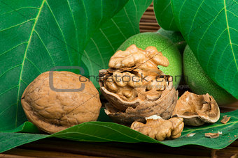 Green and ripe walnuts. Studio shot